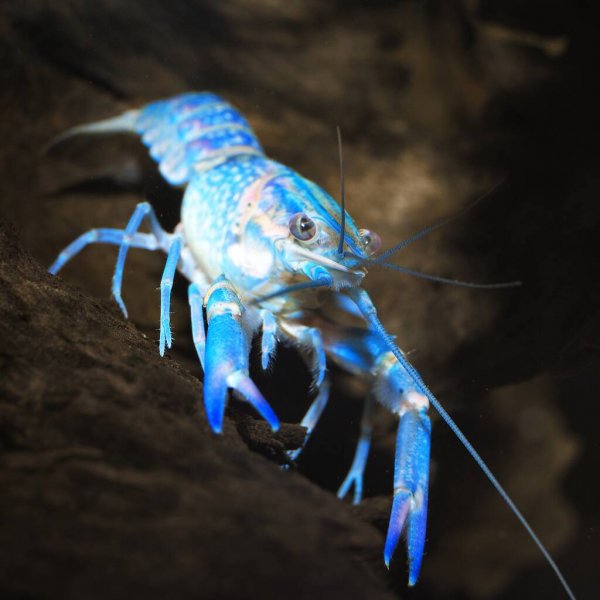 Cherax quadricarinatus