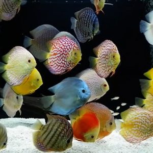 5 Discus mix 8-9 cm