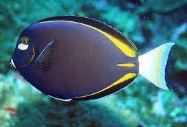 Acanthurus glaucopareius