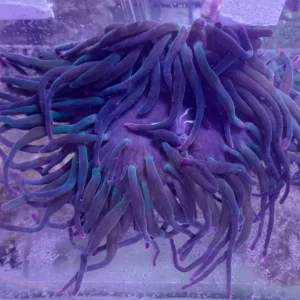 ENTACMEA LONG TENTACLE RED TIP