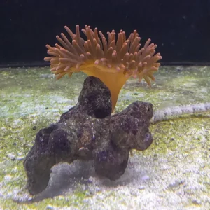 ENTACMEA QUADRICOLOR ROSSA SMALL