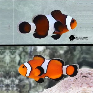 COPPIA di Ocellaris adulti – Caramel x ancestrale