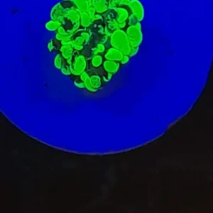 EUPHYLLIA PARAANCORA (TWO TONE) 1 HEAD