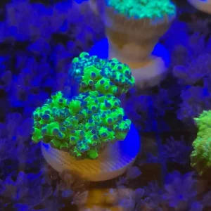 EUPHYLLIA YAEYAMENSIS