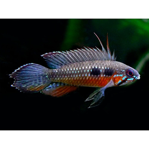 Apistogramma elizabethae - immagine 2