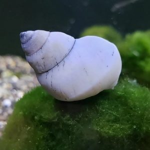 Filopaludina martensi