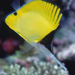 FORCIPIGE FLAVISSIMUS