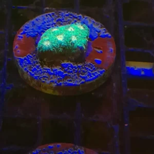 FAVITES PREMIUM FRAG