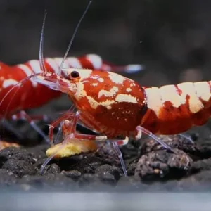 CARIDINA GALAXY PINTO TAIWAN RED