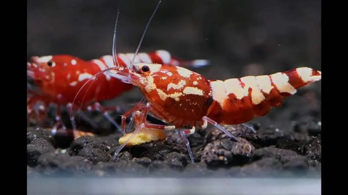 CARIDINA GALAXY PINTO TAIWAN RED