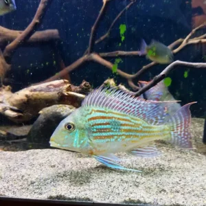 Geophagus sveni