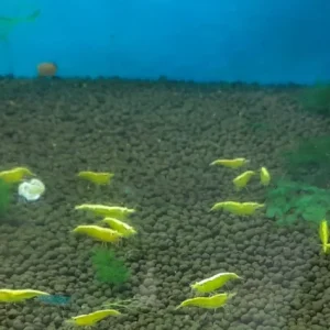 CARIDINA YELLOW FIRE NEON