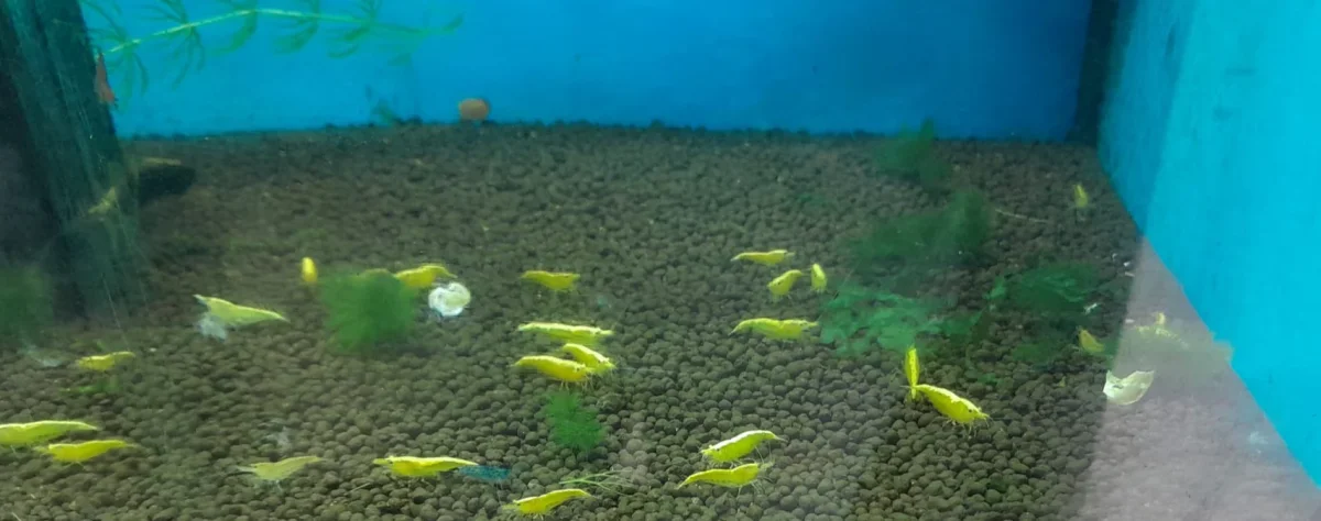 CARIDINA YELLOW FIRE NEON - immagine 2