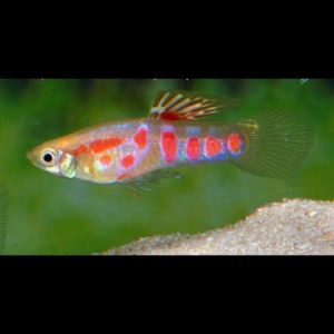 Guppy endler ginga rubra