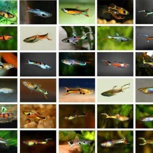 GUPPY ENDLER MASCHIO