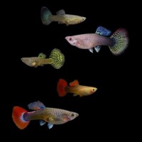 POECILIA RETICULATA FEMMINA