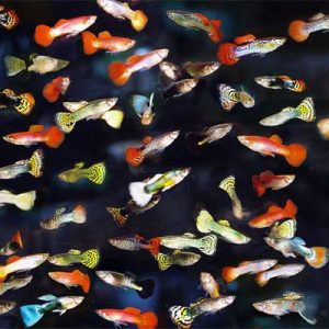 GUPPY MASCHI ASSORTITI