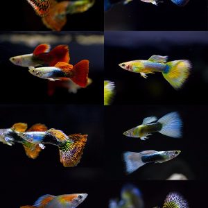 POECILIA MASCHIO MIX