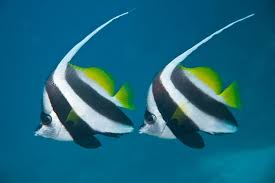 Heniochus acuminatus