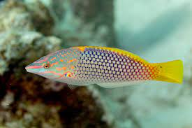 Hortulanus wrasse