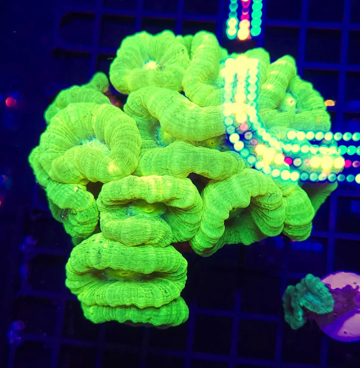 Caulastrea furcata green fluo – 5 calici