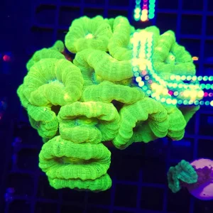 Caulastrea furcata green fluo – 2 calici