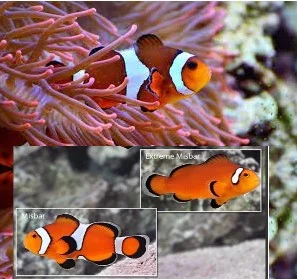 COPPIA – ocellaris misbar x ancestrale – di allevamento in Europa