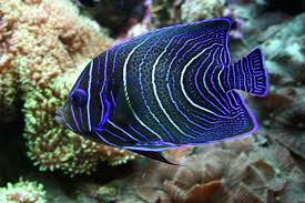 Pomacanthus semicirculatus