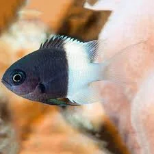 Chromis bicolor