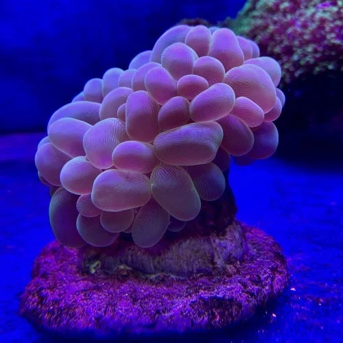 Plerogyra sinuosa - immagine 2