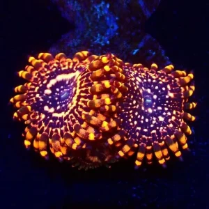 Zoanthus utter chaos – grado A+ – 2 polipi