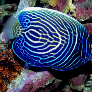 POMACANTHUS IMPERATOR