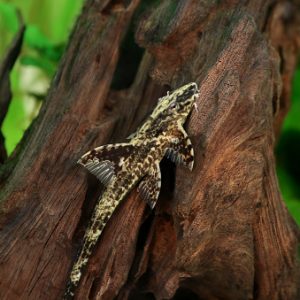 Rineloricaria lanceolata