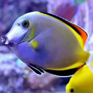 ACANTHURUS JAPONICUS