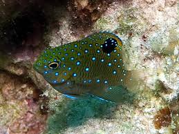 Plectroglyphidodon lacrymatus
