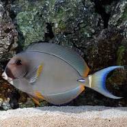 Acanthurus leuchocheilus - immagine 2