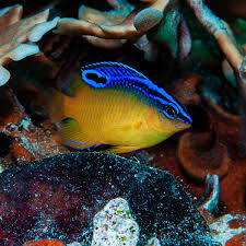 Chrysiptera leucopoma