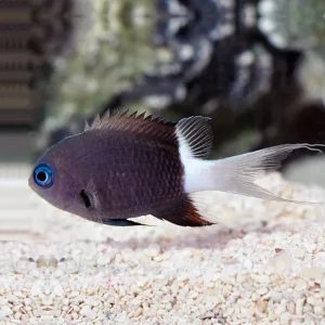 Chromis margaritifer