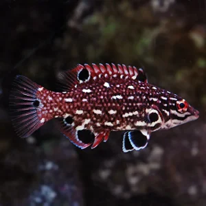 Bodianus diana – juvenile