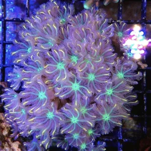 Anthelia papaya tricolor, taglia grande