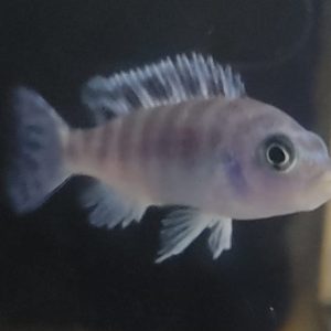 PSEUDOTROPHEUS LOMBARDOI