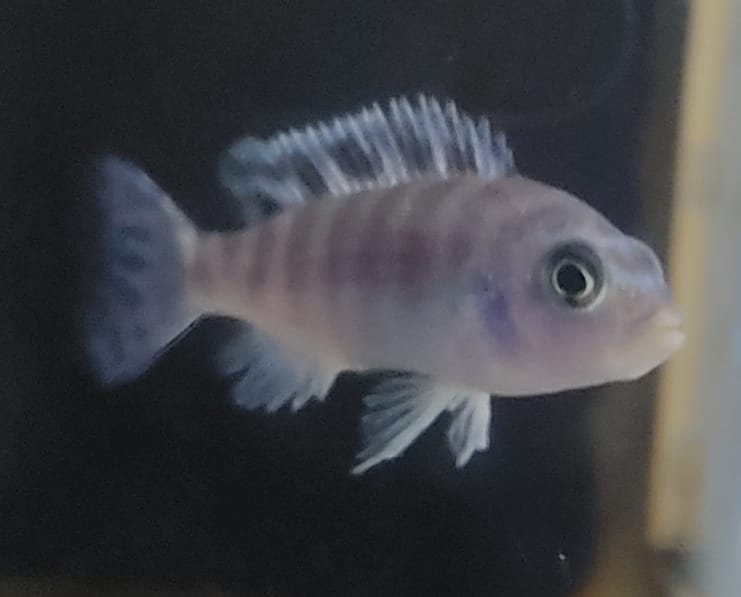 PSEUDOTROPHEUS LOMBARDOI - immagine 2