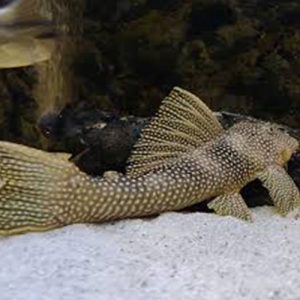 Scobinancistrus sp. L253