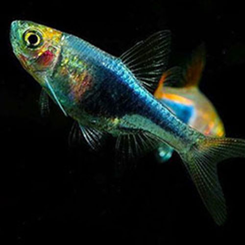 Rasbora heteromorpha Black