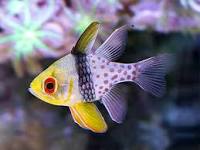 Sphaeramia nematoptera