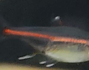 HEMIGRAMMUS ERYTRIZONUS (NEON ROSA)