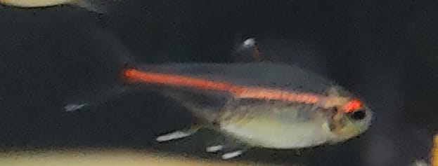 HEMIGRAMMUS ERYTRIZONUS (NEON ROSA) - immagine 2