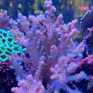 Neospongodes sp. – colonia madre