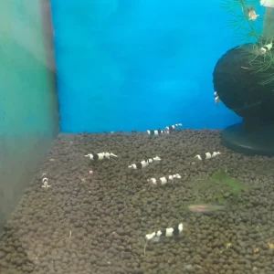 CARIDINA BLACK CRYSTAL