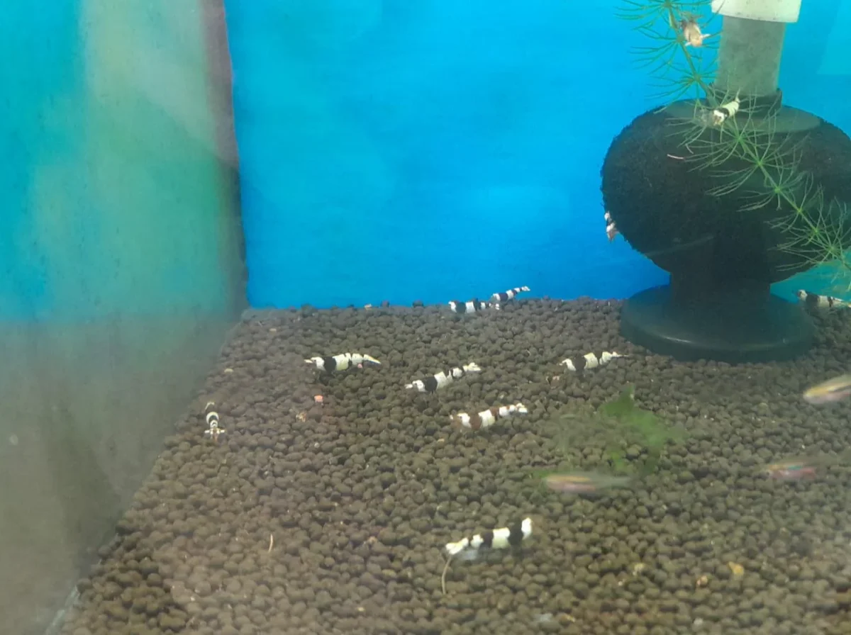 CARIDINA BLACK CRYSTAL